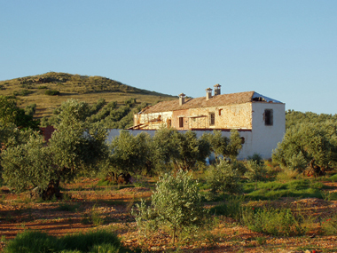 Rehabilitacin de Quintera. Torrenueva, Ciudad Real
